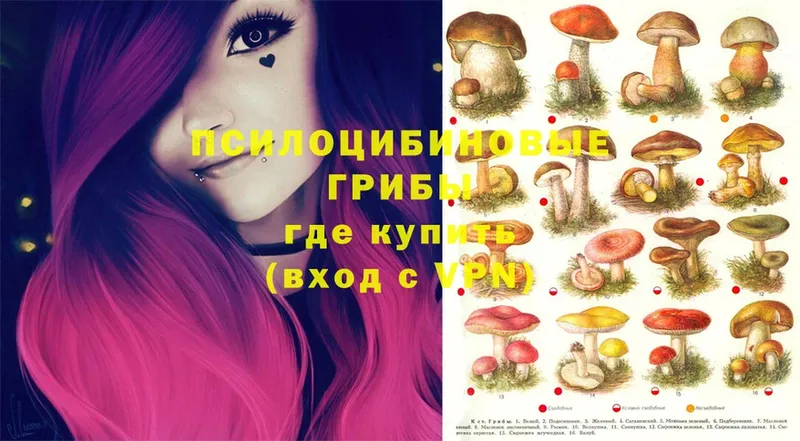 Псилоцибиновые грибы мицелий  OMG   Вичуга 